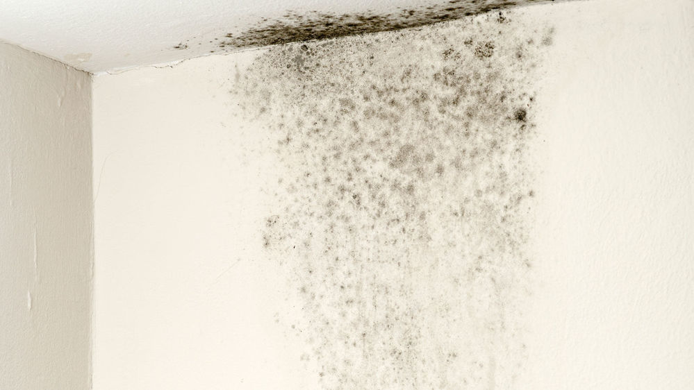 Preventing mould growth in your home starts with managing humidity effectively.